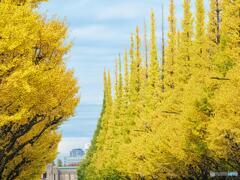 神宮外苑いちょう並木～青山通り側から