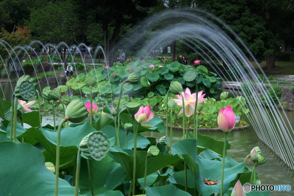 蓮と噴水