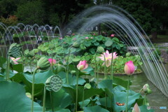 蓮と噴水