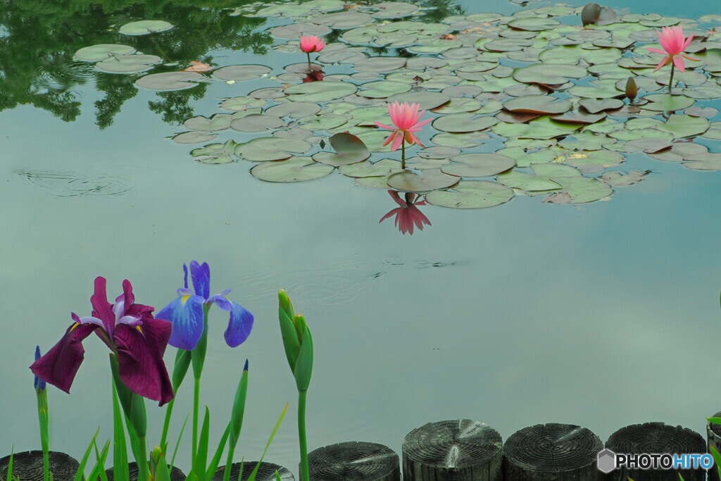 花菖蒲と睡蓮＃２