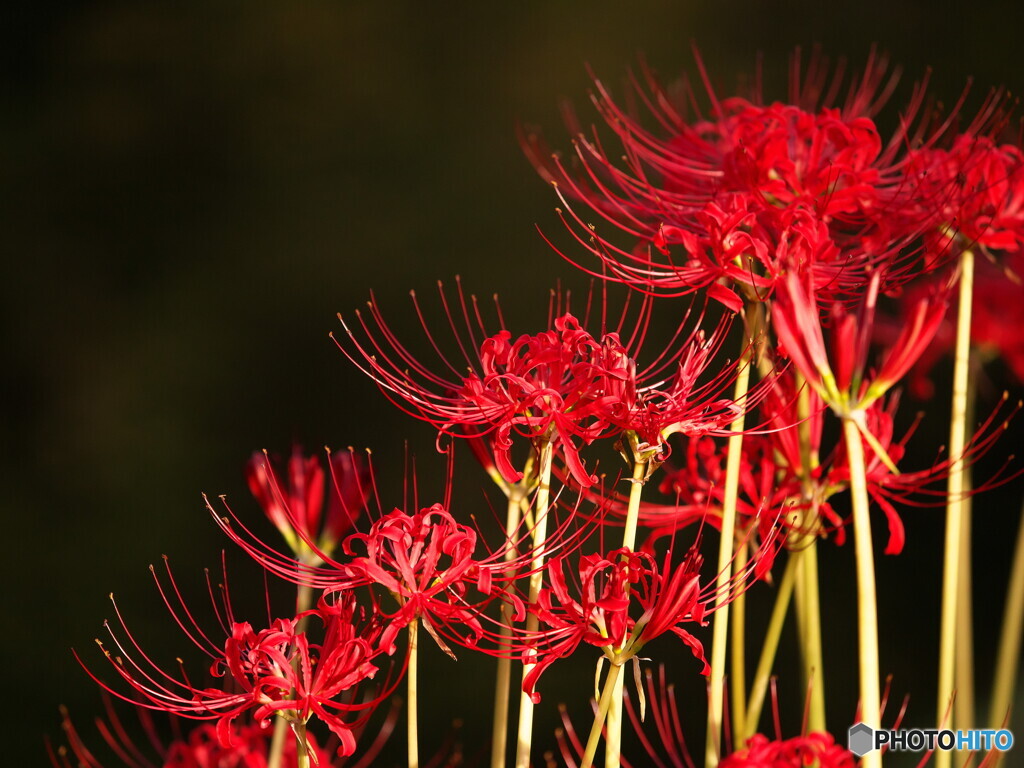 曼珠沙華三景～其の２