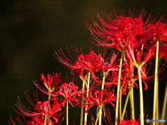 曼珠沙華三景～其の２
