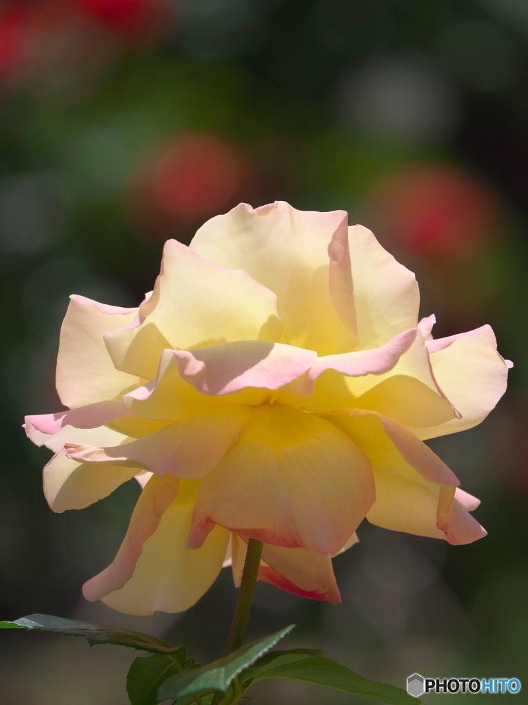 バラが咲いたⅠ　P1195664