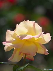 バラが咲いたⅠ　P1195664