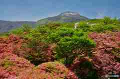 ヤマツツジのかなたに茶臼岳～２