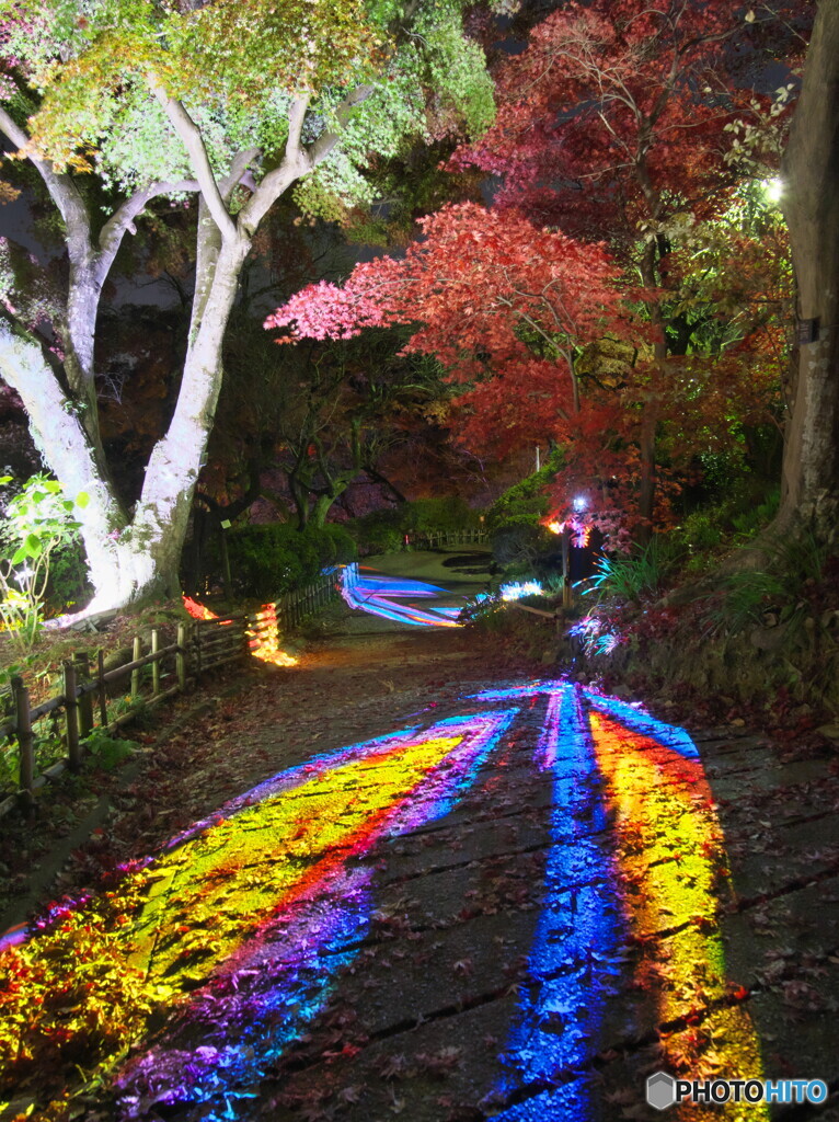 紅葉とプロジェクションマッピング