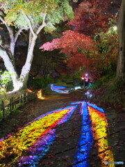 紅葉とプロジェクションマッピング