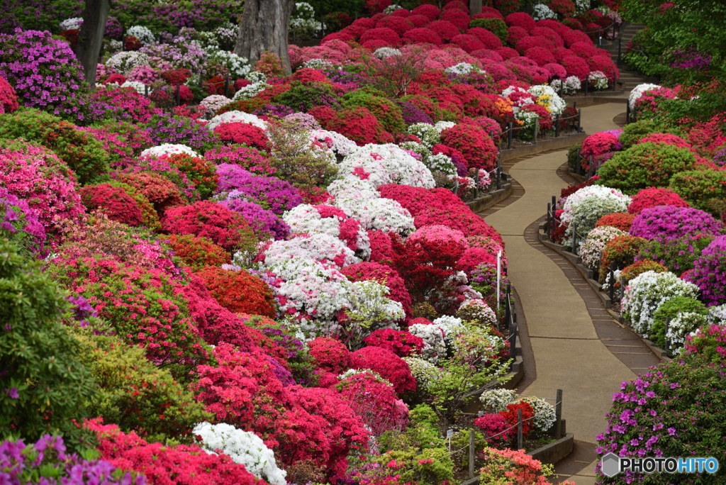 目くるめく花　DSC_8739