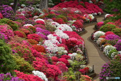 目くるめく花　DSC_8739