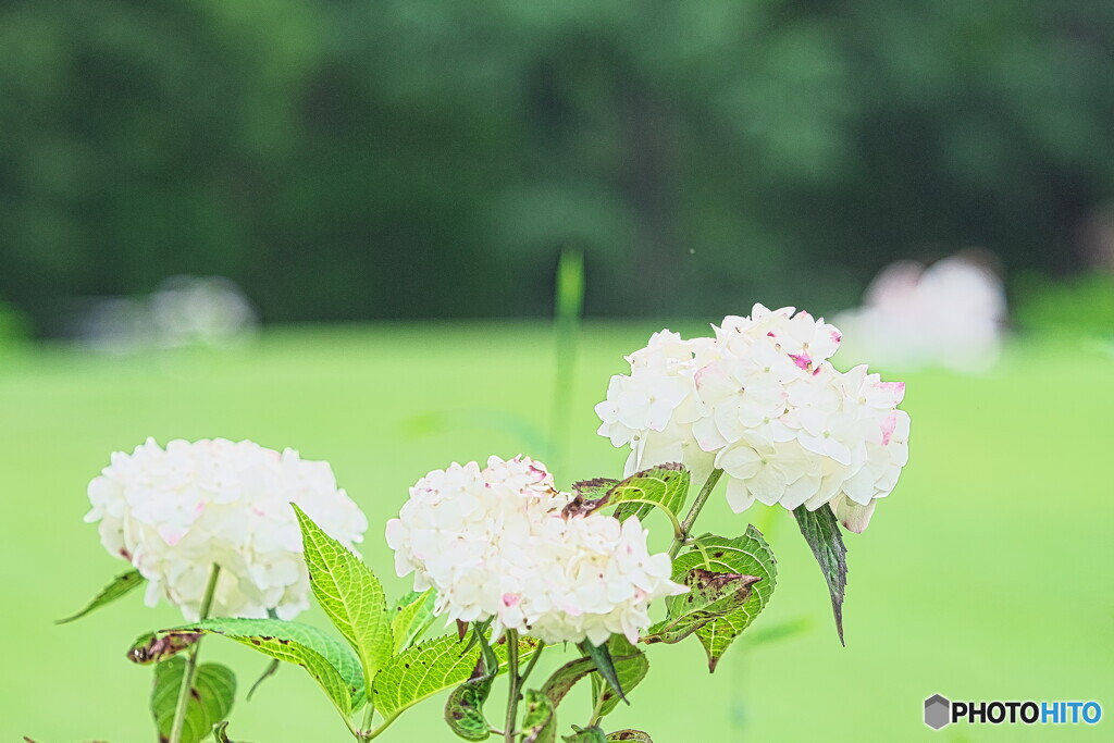 白紫陽花＃１