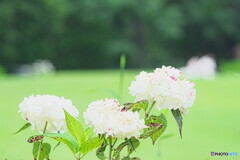 白紫陽花＃１