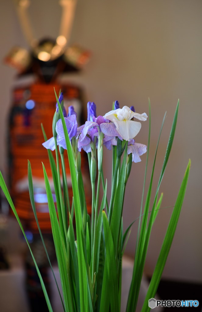 端午の節句其の2　DSC_9044