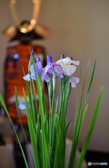 端午の節句其の2　DSC_9044