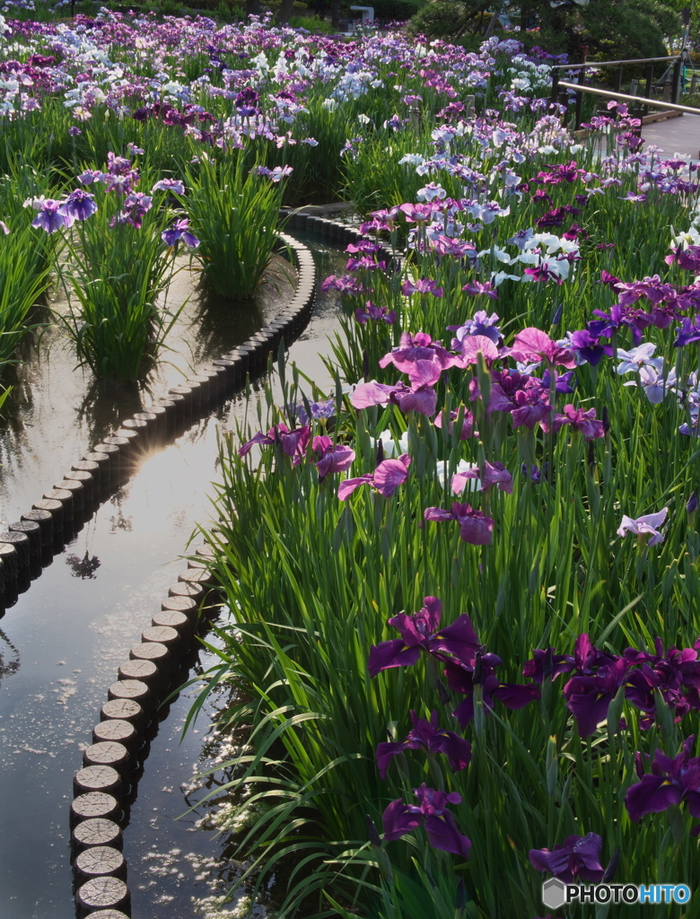 堀切菖蒲園　P6022467