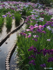 堀切菖蒲園　P6022467