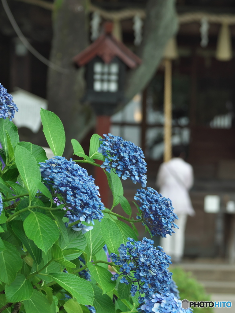 お参り　P1167340