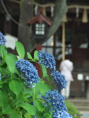 お参り　P1167340