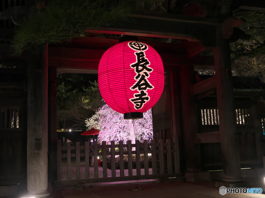 長谷寺の夜の梅さんぽ＃３