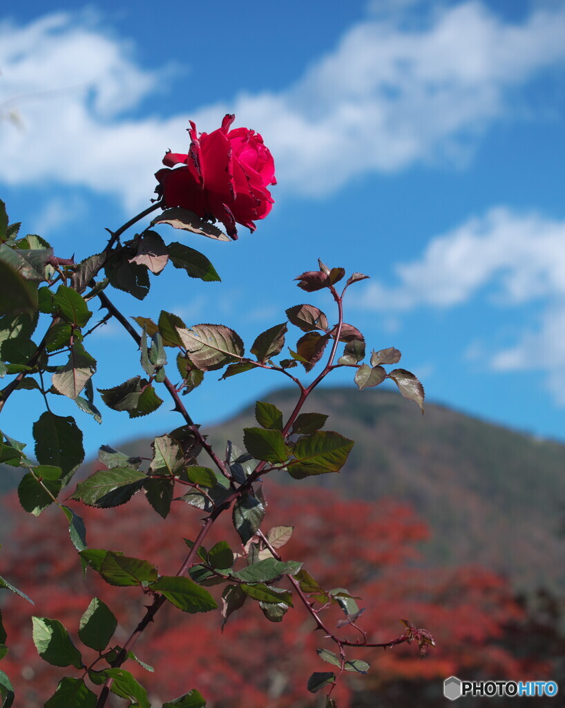 バラと紅葉＃２