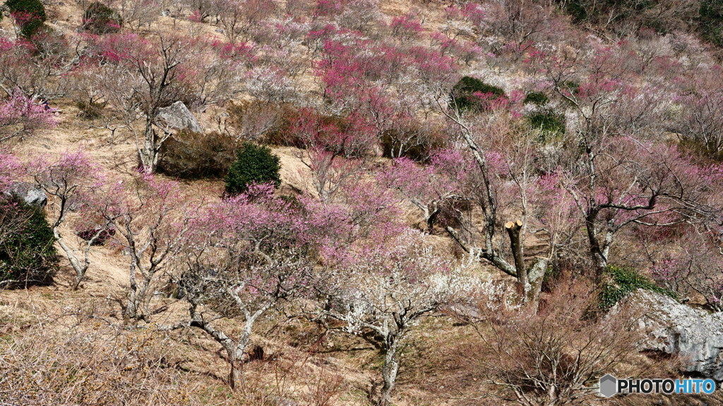 一目何本　P1043172