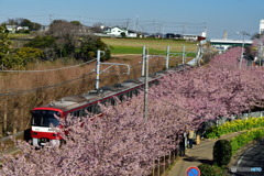 三浦海岸桜まつり～１