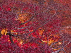 ライトアップされた紅葉＃１