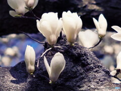 ハナモクレン其の3　P1143267