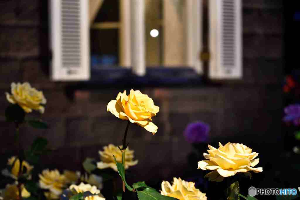 ライトアップ～１