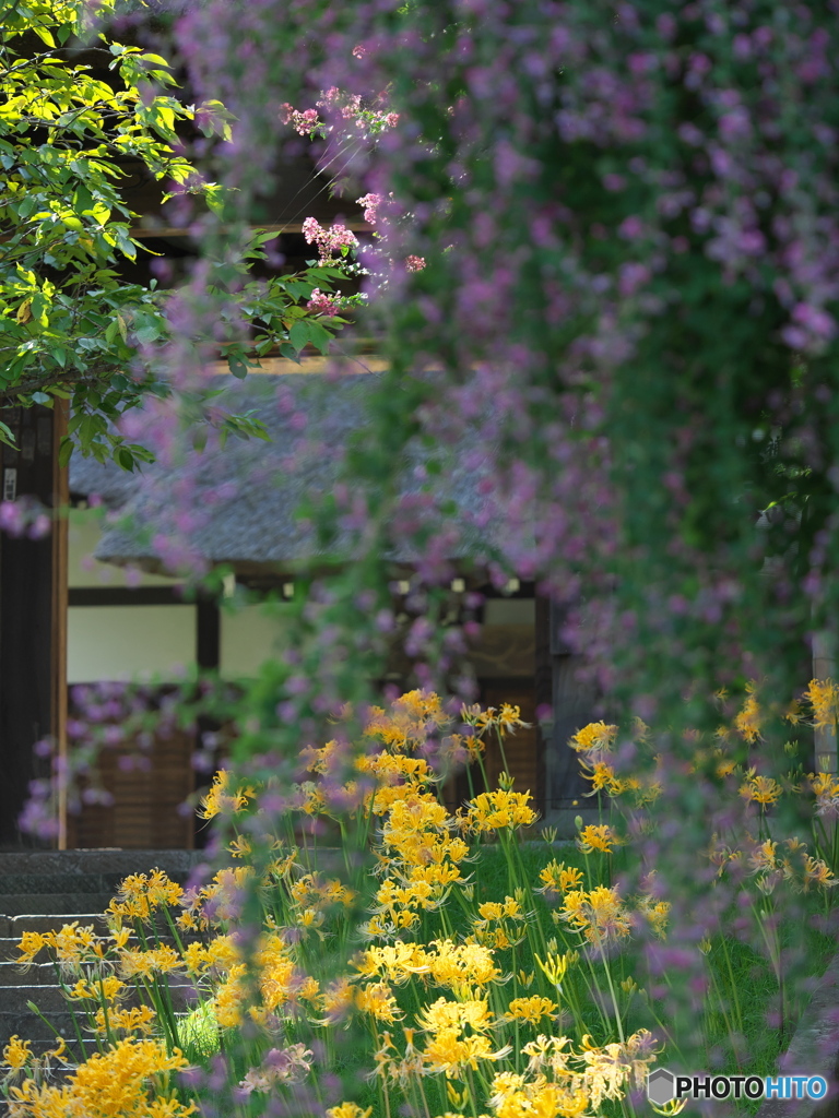 西方寺の曼珠沙華