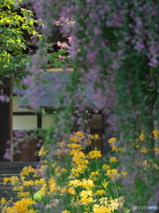 西方寺の曼珠沙華