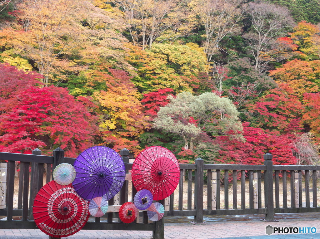 和傘に紅葉