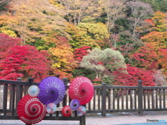 和傘に紅葉