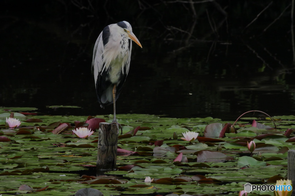 哲学者　P1040415