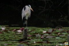 哲学者　P1040415