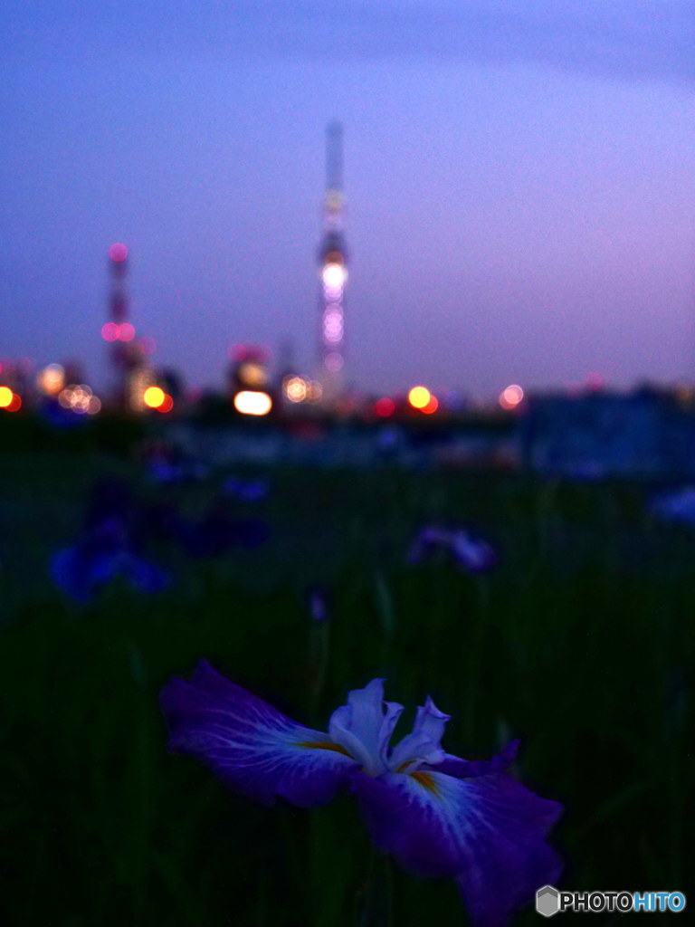 幽玄　P1091034 (2)