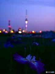 幽玄　P1091034 (2)