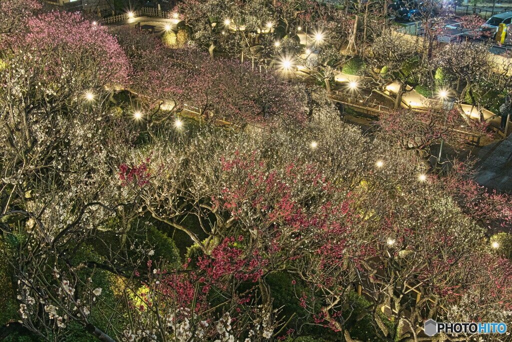 夜の梅園＃１