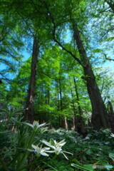 喬木の林に咲くオオアマナ