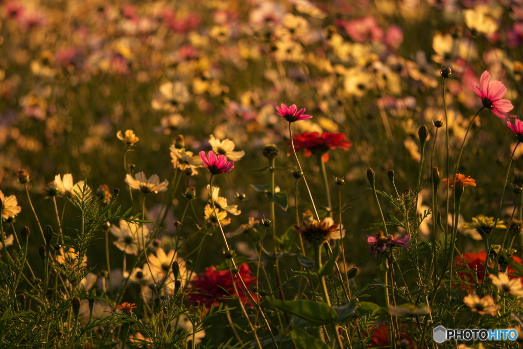 秋の夕日に照らされて　P1169111