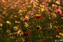 秋の夕日に照らされて　P1169111