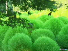 深緑に黄緑