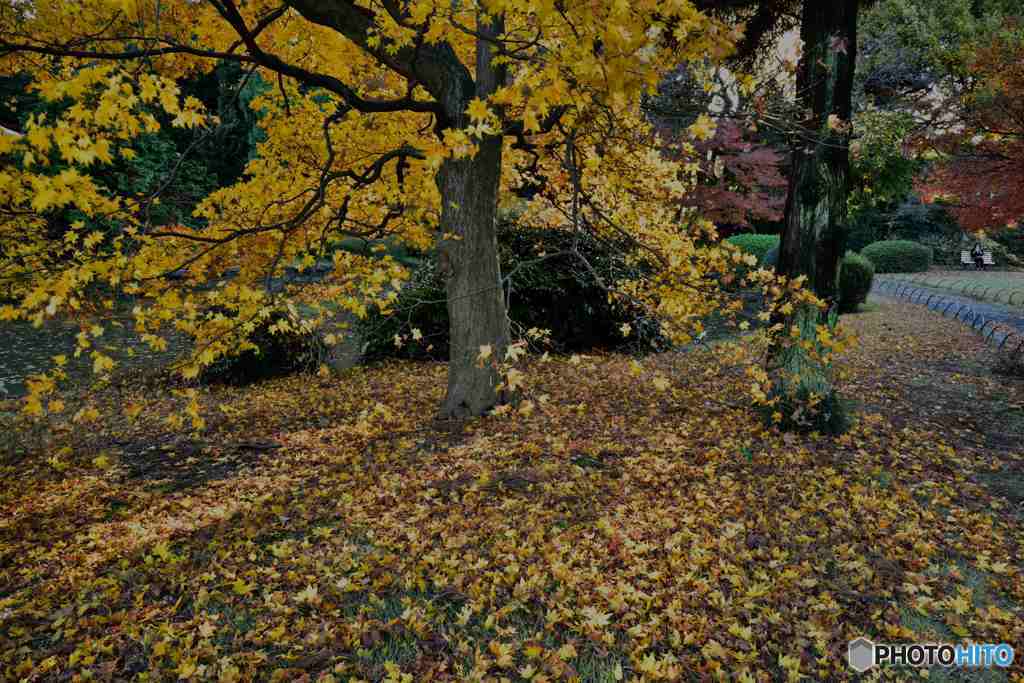 晩秋の新宿御苑その４－佳いお年をお迎えください