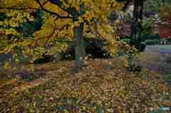 晩秋の新宿御苑その４－佳いお年をお迎えください