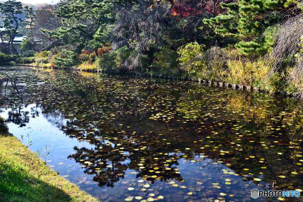 夏には蓮の花が美しかったのですが