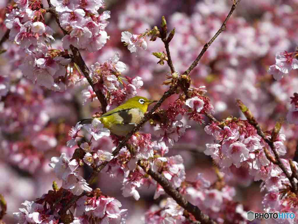満開の寒桜その１