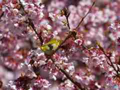 満開の寒桜その１