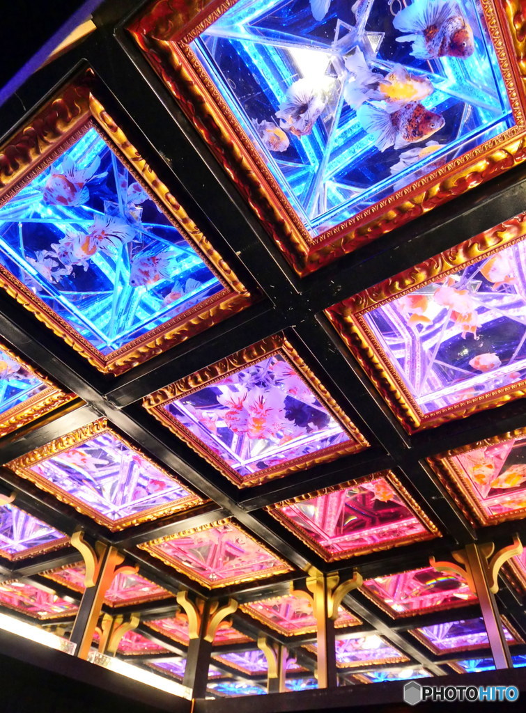 天井金魚その2　P1130520