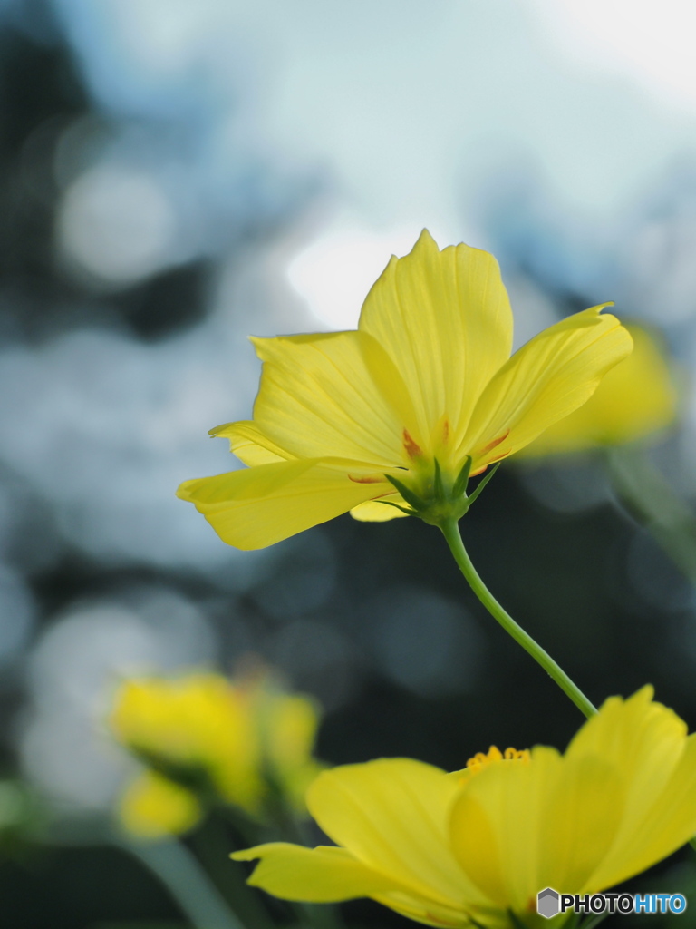 レモンブライト　P9243601