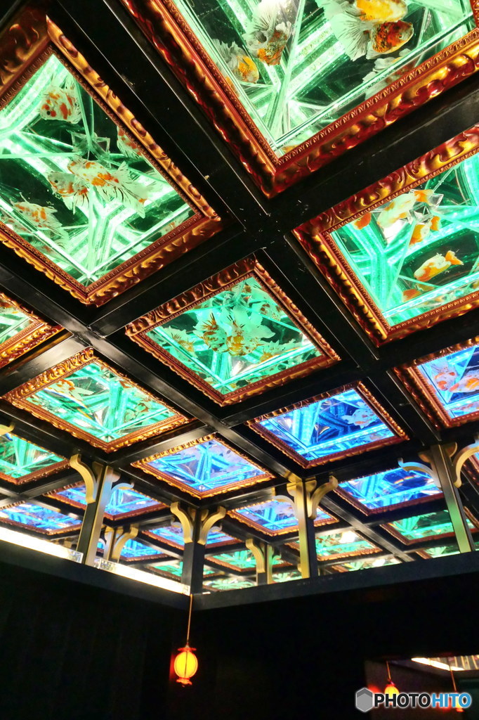 天井金魚其の1　P1130519