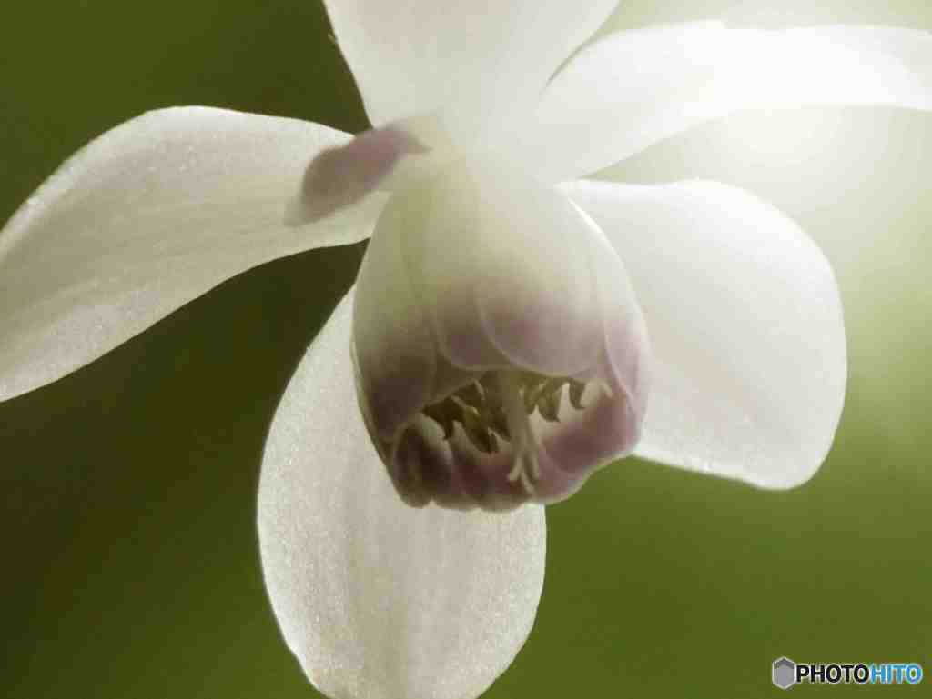 レンゲショウマ